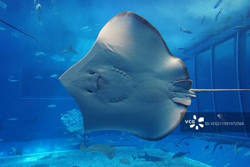 日本冲绳美丽海水族馆鳐鱼图片素材