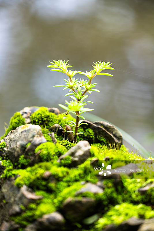 生命力：昆明丰泽植物园樱花小溪两边的嶙峋岩石上，参差不齐的翠绿苔藓和岸边的嫩芽，都展现出勃勃生机。图片素材