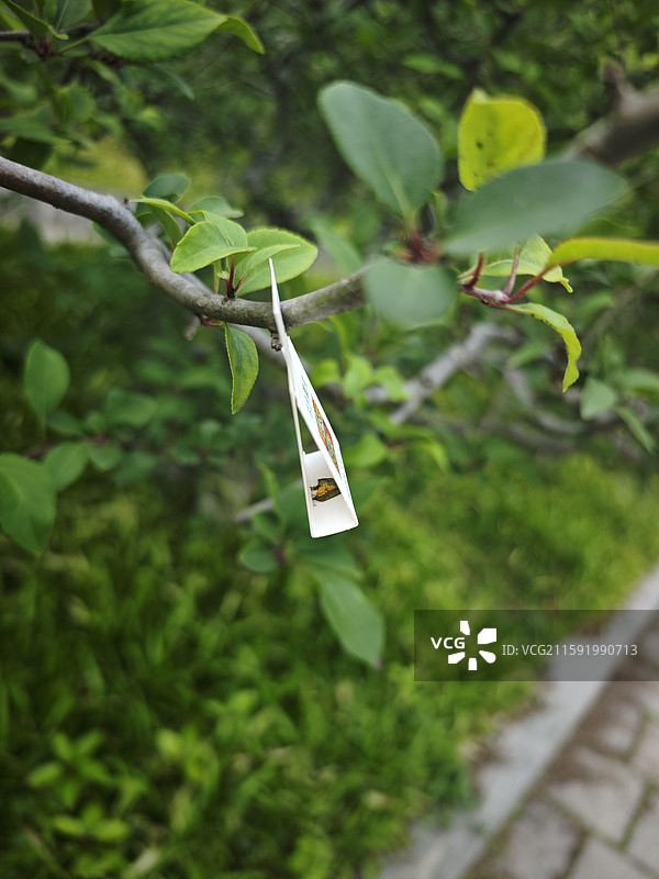 人工投放瓢虫卵 卵卡 生物技术病虫害防治 上海浦东世纪公园春季管理举措2025图片素材