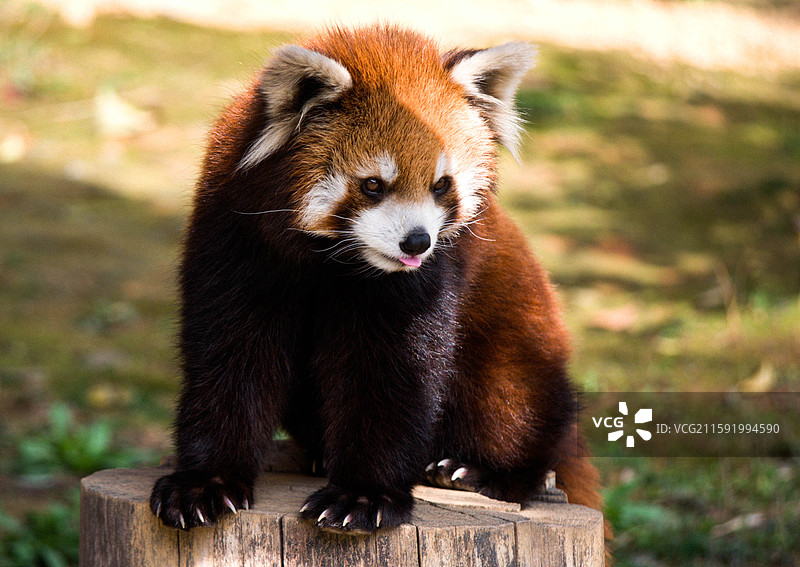 吐出一点点舌头的可爱小熊猫图片素材