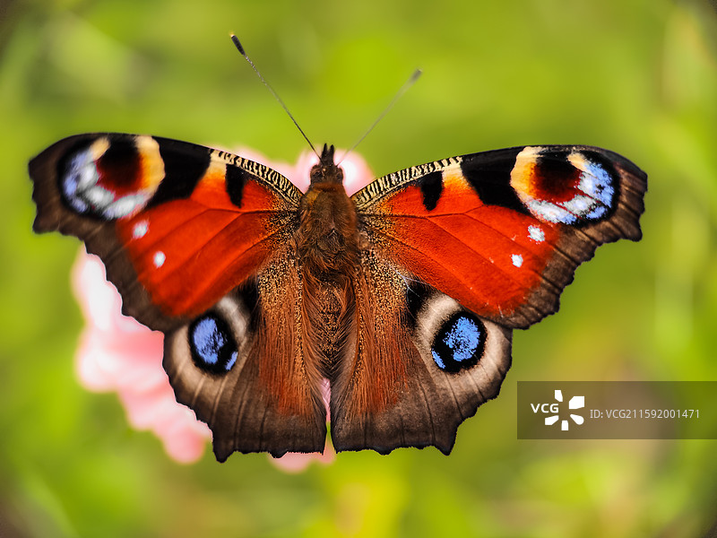 孔雀蛱蝶图片素材