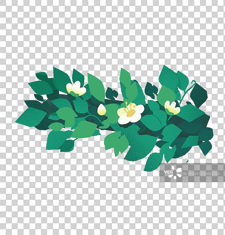 花丛栀子花图片素材