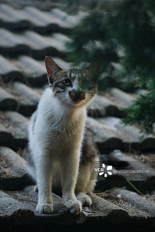 北海公园屋檐上可爱的小猫（灰白猫）图片素材