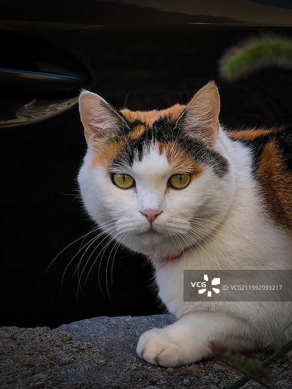可爱流浪猫图片素材