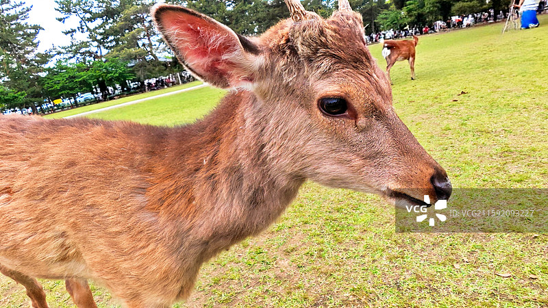 奈良公园面积广阔，东大寺、春日大社等古迹林立，野鹿成群，自然与文化景观相得益彰。图片素材