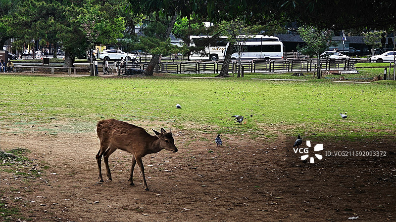 奈良公园面积广阔，东大寺、春日大社等古迹林立，野鹿成群，自然与文化景观相得益彰。图片素材