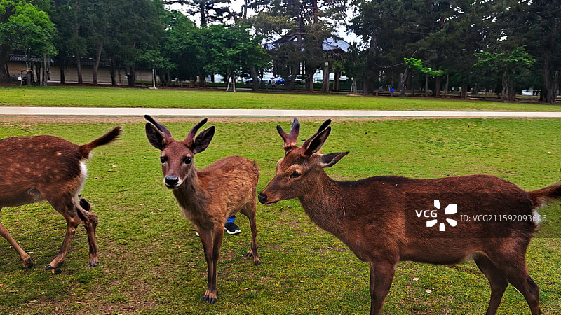 奈良公园面积广阔，东大寺、春日大社等古迹林立，野鹿成群，自然与文化景观相得益彰。图片素材