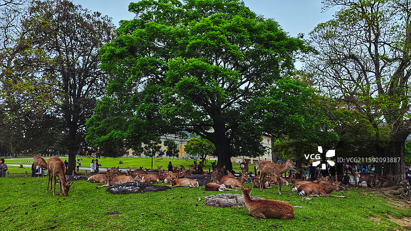 奈良公园面积广阔，东大寺、春日大社等古迹林立，野鹿成群，自然与文化景观相得益彰。图片素材