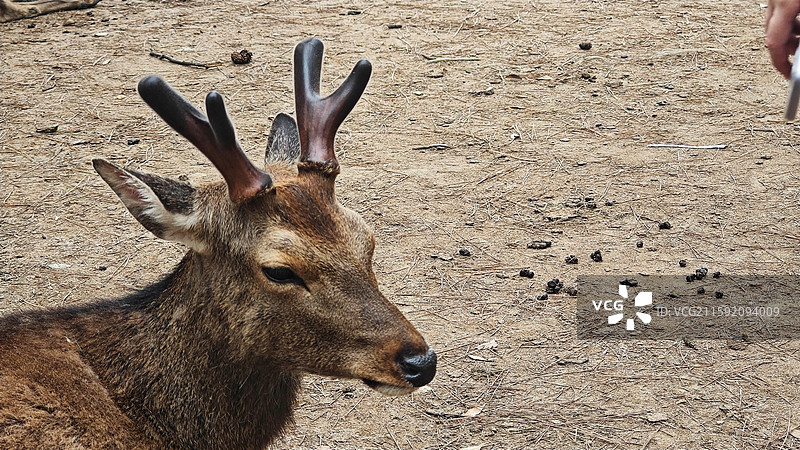 奈良公园面积广阔，东大寺、春日大社等古迹林立，野鹿成群，自然与文化景观相得益彰。图片素材