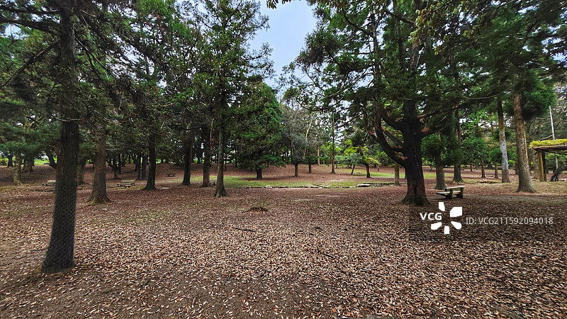 奈良公园面积广阔，东大寺、春日大社等古迹林立，野鹿成群，自然与文化景观相得益彰。图片素材