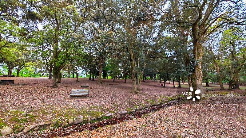 奈良公园面积广阔，东大寺、春日大社等古迹林立，野鹿成群，自然与文化景观相得益彰。图片素材