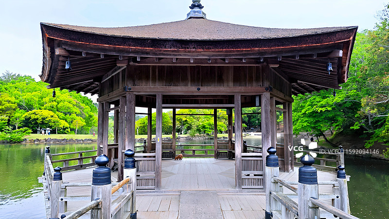 奈良公园面积广阔，东大寺、春日大社等古迹林立，野鹿成群，自然与文化景观相得益彰。图片素材