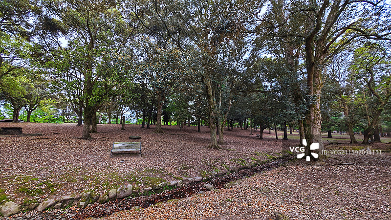 奈良公园面积广阔，东大寺、春日大社等古迹林立，野鹿成群，自然与文化景观相得益彰。图片素材