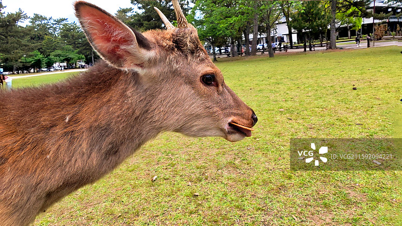 奈良公园面积广阔，东大寺、春日大社等古迹林立，野鹿成群，自然与文化景观相得益彰。图片素材
