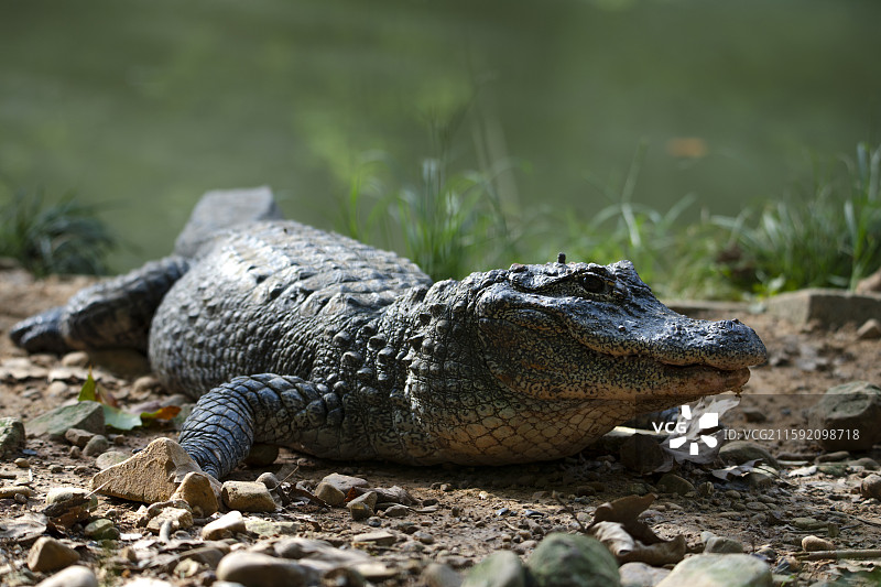 各种姿态的鳄鱼特写图片素材
