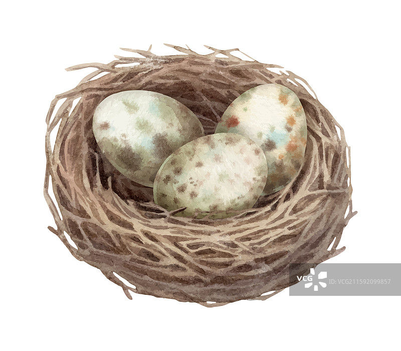 复古水彩画中的鹌鹑斑点蛋巢图片素材