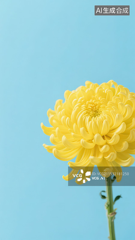 【AI数字艺术】蓝色背景下黄色菊花图片素材