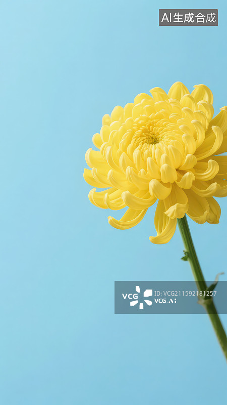 【AI数字艺术】蓝色背景下黄色菊花图片素材