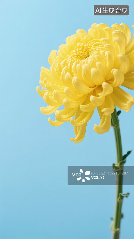 【AI数字艺术】蓝色背景下黄色菊花图片素材
