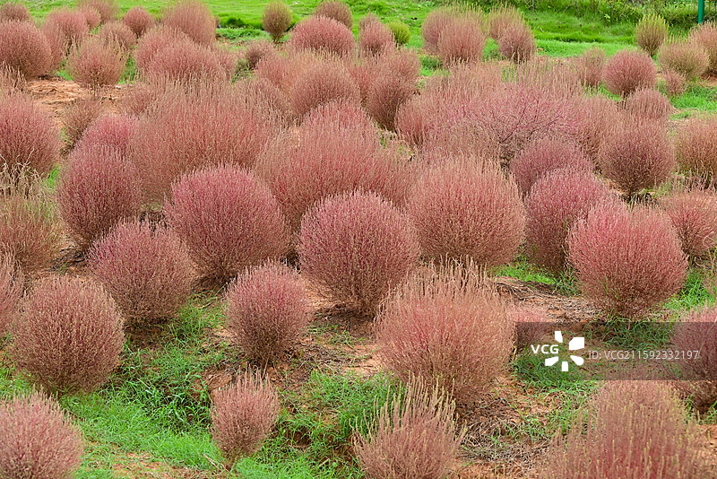 森林公园的地肤草图片素材