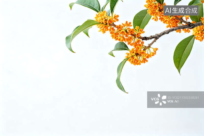 【AI数字艺术】白色背景上的桂花 金桂 银桂 丹桂 秋天 金秋 秋分 寒露 霜降图片素材