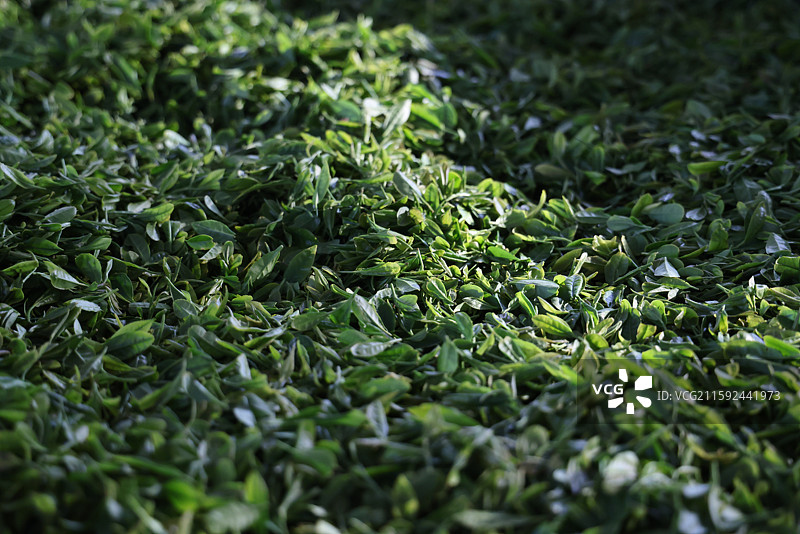 日照绿茶图片素材