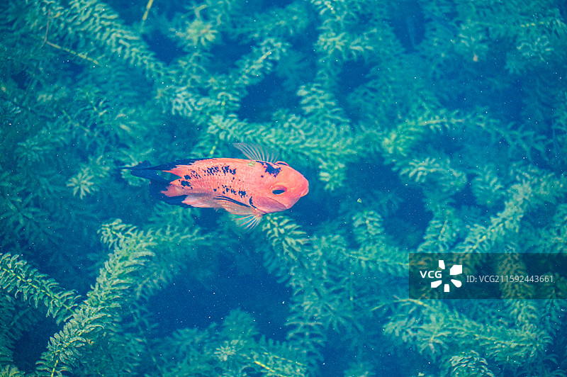 广州流花湖公园图片素材