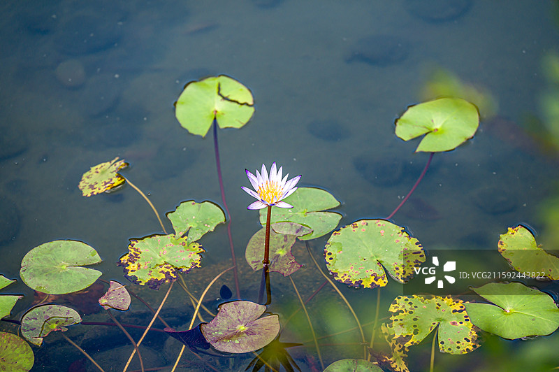 广州流花湖公园图片素材