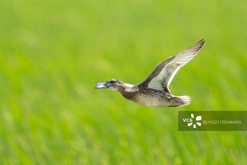 飞翔的白眉鸭雌鸟图片素材