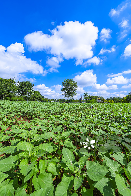 南宁园博园，晴朗蓝天下的向日葵种植园图片素材