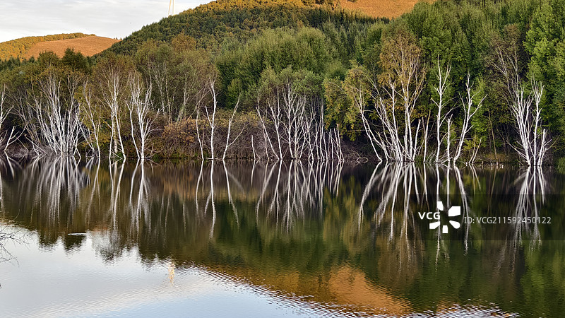 白桦林（神仙谷七彩森林国际旅游度…河北省承德市丰宁满族自治县大滩镇）图片素材