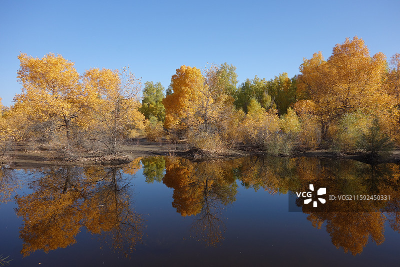 甘肃省酒泉市金塔县金塔胡杨林秋景和金波湖胡杨倒影图片素材