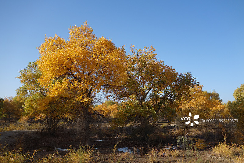 甘肃省酒泉市金塔县金塔胡杨林秋景：烽火台胡杨图片素材