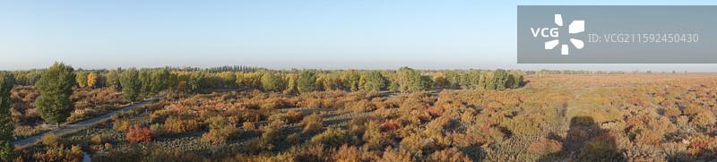 甘肃省酒泉市金塔县金塔胡杨林秋景：烽火台胡杨图片素材
