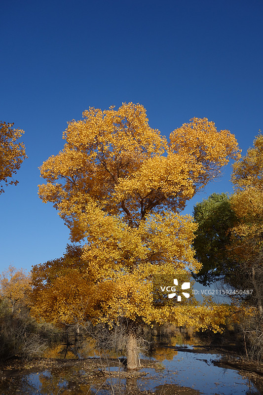 甘肃省酒泉市金塔县金塔胡杨林秋景和金波湖胡杨倒影图片素材