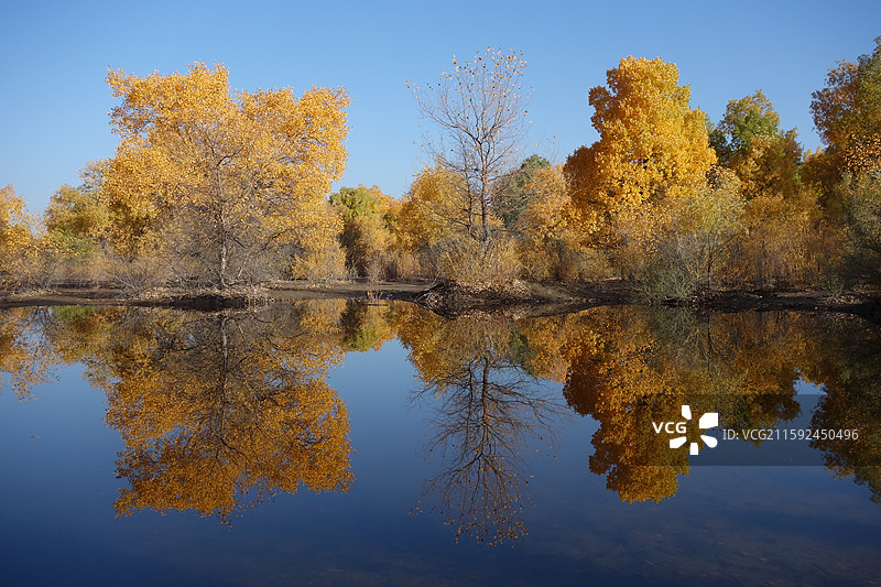 甘肃省酒泉市金塔县金塔胡杨林秋景和金波湖胡杨倒影图片素材