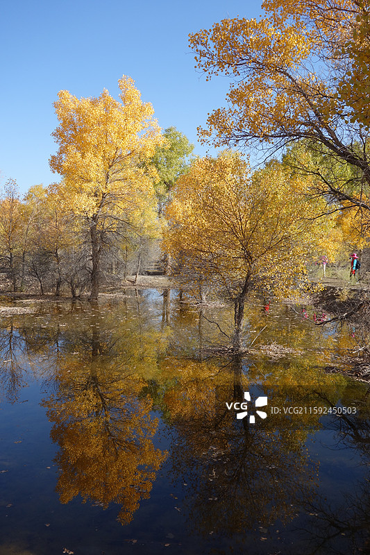 甘肃省酒泉市金塔县金塔胡杨林秋景和金波湖胡杨倒影图片素材