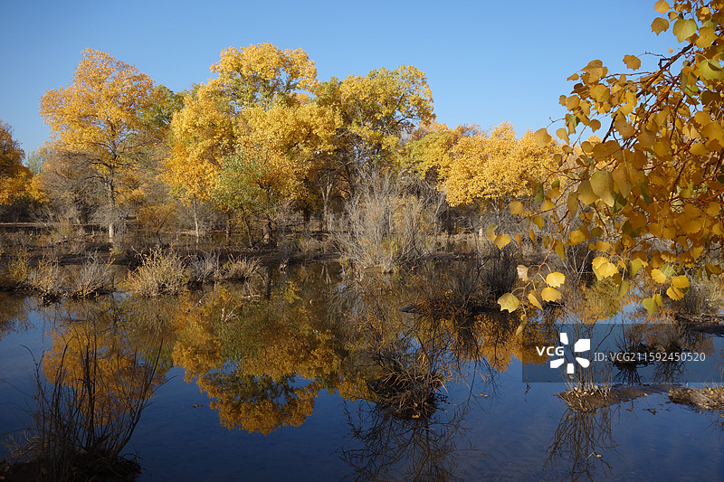 甘肃省酒泉市金塔县金塔胡杨林秋景和金波湖胡杨倒影图片素材