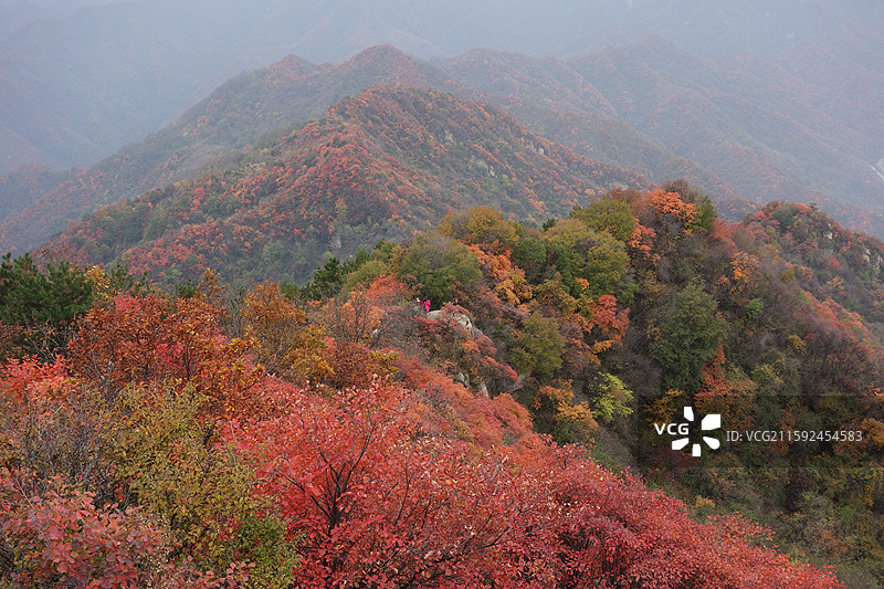 陕西省西安市鄠邑区户县圭峰山红叶彩林秋景图片素材