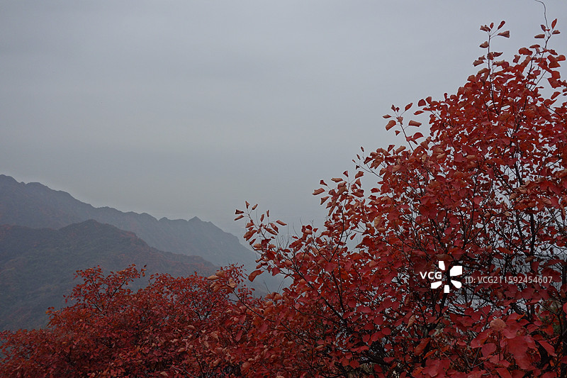陕西省西安市鄠邑区户县圭峰山红叶彩林秋景图片素材