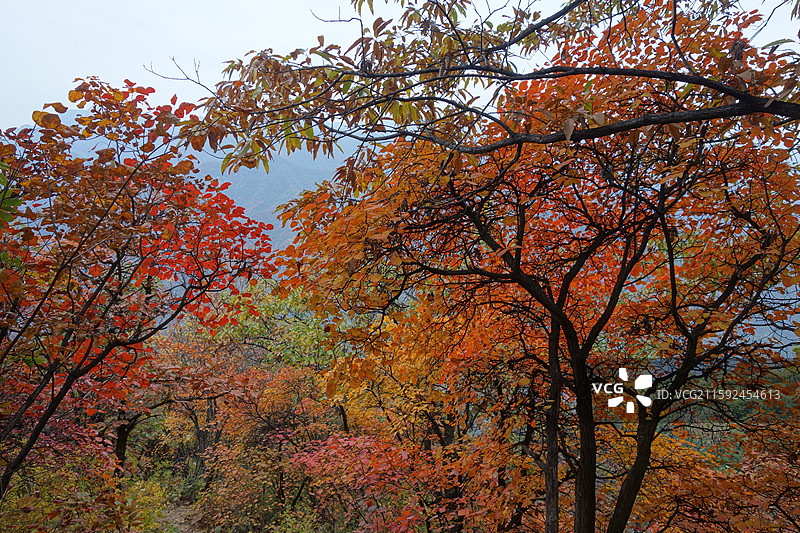 陕西省西安市鄠邑区户县圭峰山红叶彩林秋景图片素材
