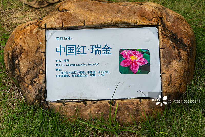 荷花品种介绍 中国红·瑞金图片素材