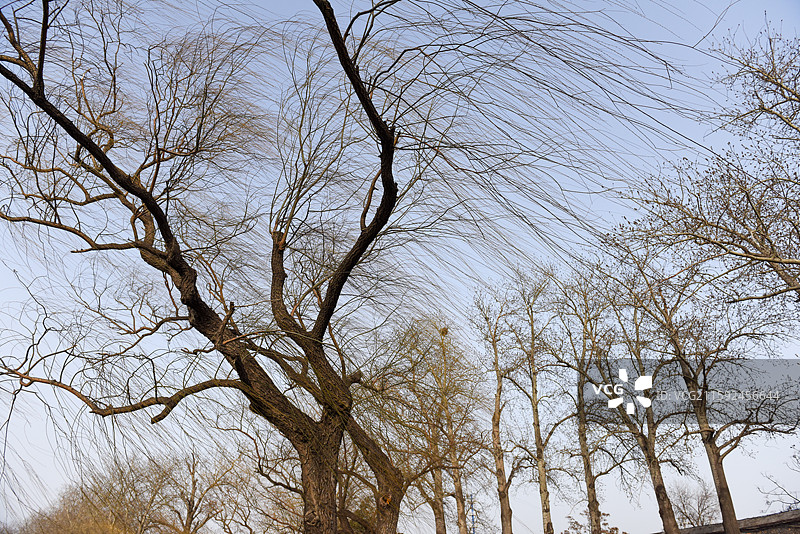 冬季光秃的树木与蓝天图片素材