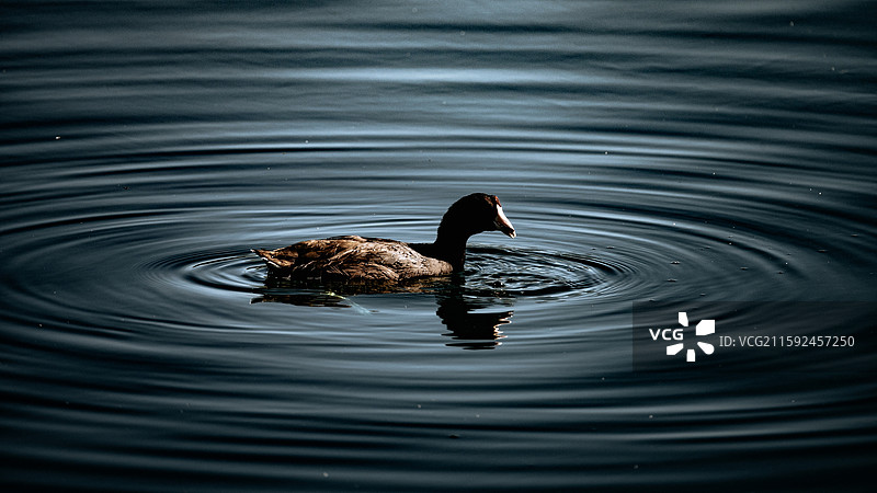 鸭子在湖面上的高角度特写镜头图片素材