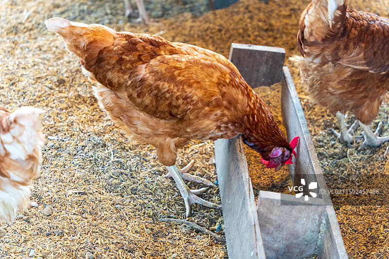 鸡舍里隔着铁丝网在稻壳上休息的棕色母鸡图片素材
