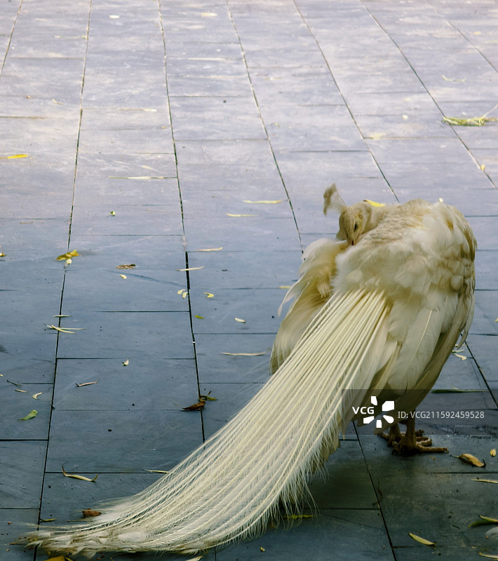 白色孔雀图片素材