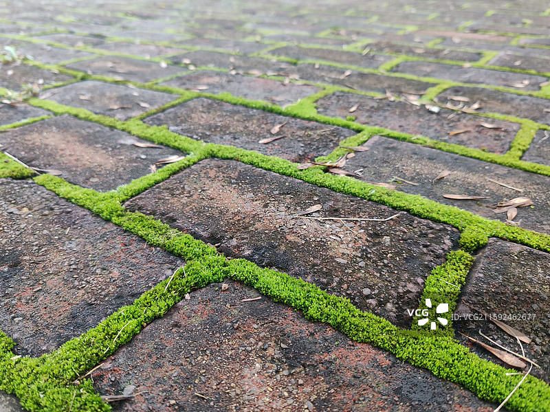 山东枣庄城市公园雨后步行道砖缝长满青苔图片素材