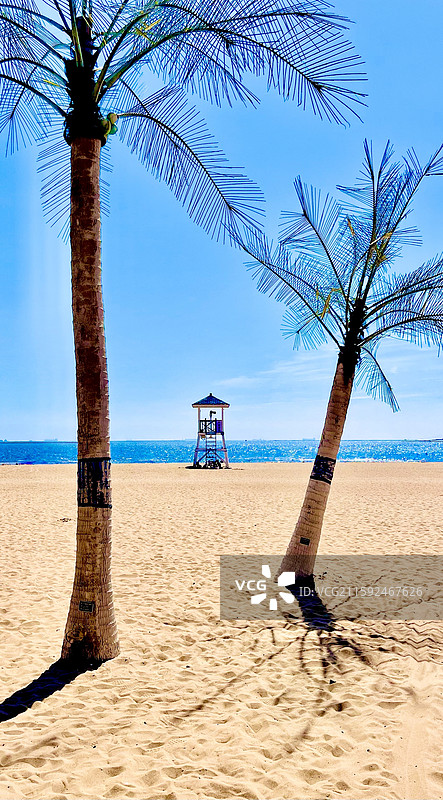 秦皇岛金梦海湾 人造棕榈树网红沙滩景观图片素材