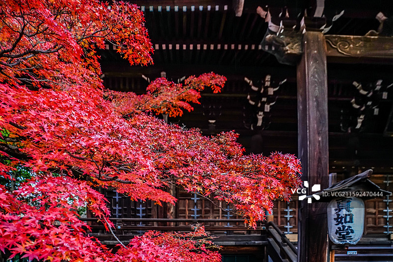 日本京都真如堂红叶季图片素材
