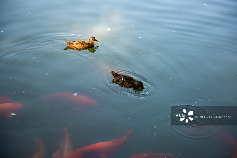 北海公园白塔图片素材